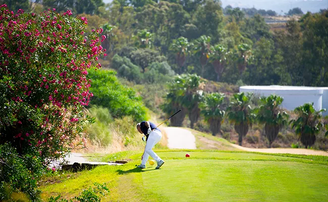 golf-anfaengerreise-portugal Ein ganz in Weiß gekleideter Golfer schwingt seinen Schläger auf einem üppig grünen Golfplatz, der an die atemberaubenden Golfplätze Portugals erinnert und von leuchtend rosa blühenden Sträuchern und Palmen gesäumt ist – unter einem strahlend blauen Himmel.
