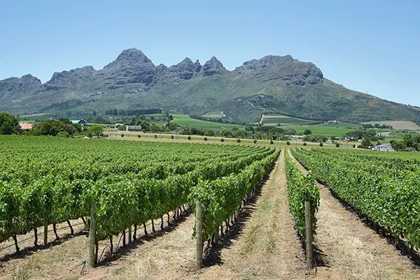 Unter einem strahlend blauen Himmel erstrecken sich die Rebzeilen eines Weinbergs bis zu den fernen, schroffen Bergen. Grüne Felder und vereinzelte Bäume umgeben den Weinberg, während die nahegelegenen Golfplätze in Südafrika die üppige, malerische Landschaft ergänzen.