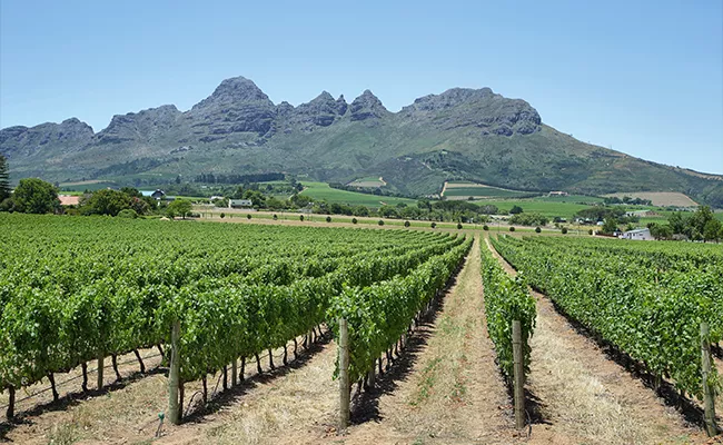 golf-reisebericht-suedafrika Unter einem strahlend blauen Himmel erstrecken sich die Rebzeilen eines Weinbergs bis zu den fernen, schroffen Bergen. Grüne Felder und vereinzelte Bäume umgeben den Weinberg, während die nahegelegenen Golfplätze in Südafrika die üppige, malerische Landschaft ergänzen.